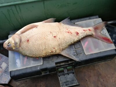 Carp bream, 1.2 kg — Kuršių
