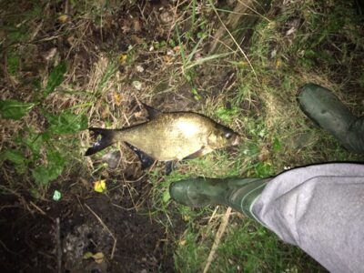 Carp bream, 1.3 kg — Rubikių