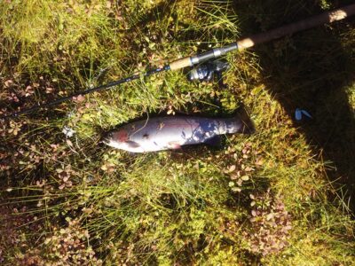 Ocean Trout, 1.5 kg