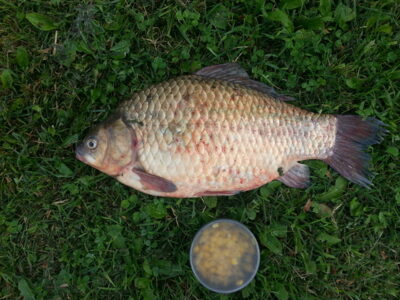 Sidabrinis karosas, 1.4 kg
