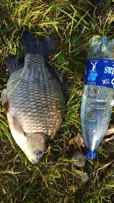 Prussian carp, 1.2 kg