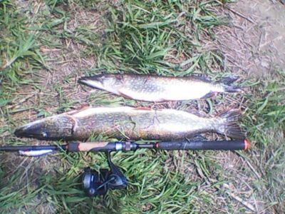 Northern Pike — Neris River