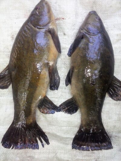 Tench ×2