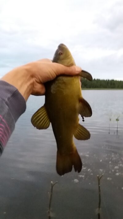 Tench