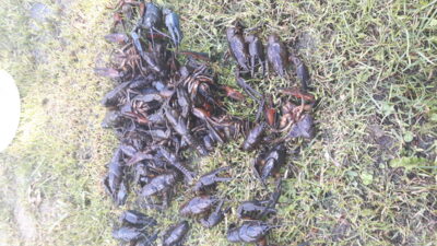 Delcore Crayfish