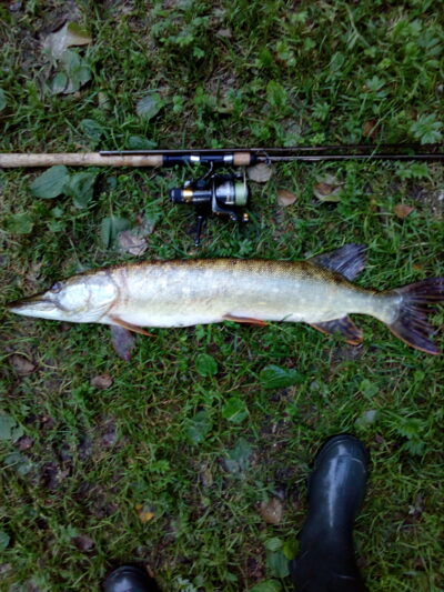Northern Pike, 3.5 kg — Dūkštas