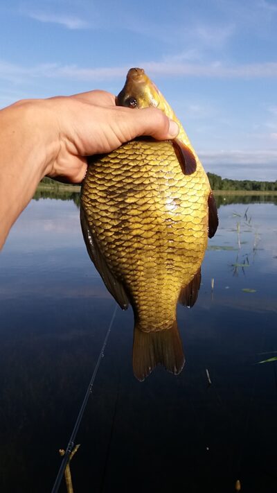 Crucian carp