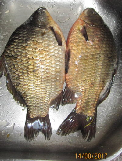 Prussian carp ×2