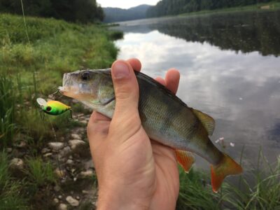 Eurasian perch ×3 — Neman River