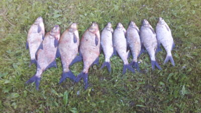 Carp bream