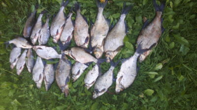 Carp bream