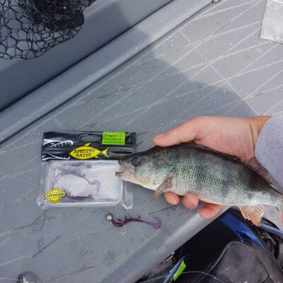 Eurasian perch — Kaunas reservoir