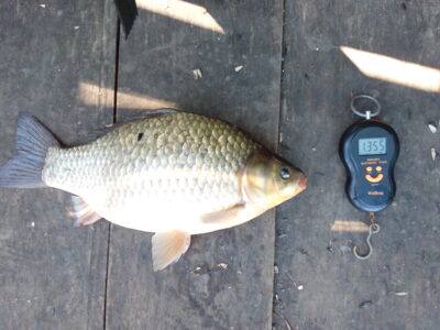 Crucian carp, 1.3 kg — Kelpšaičių