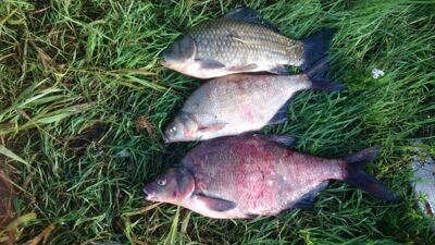 Carp bream ×3