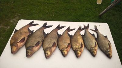 Carp bream ×7