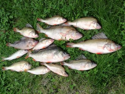 Eurasian perch ×13 — Kuršių