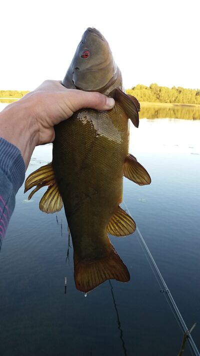 Tench, 1.1 kg