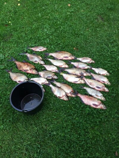 Carp bream ×20 — Rubikių