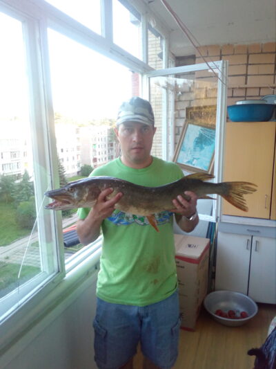 Northern Pike, 3.5 kg