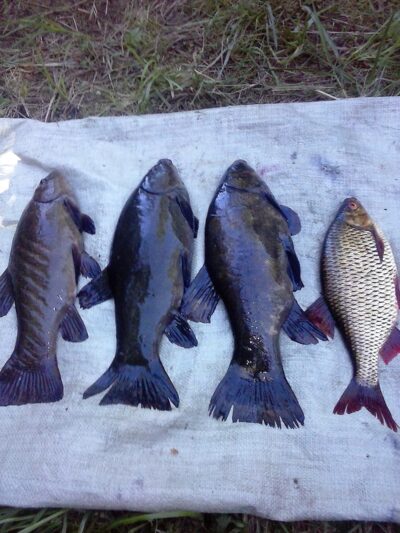 Tench ×3
