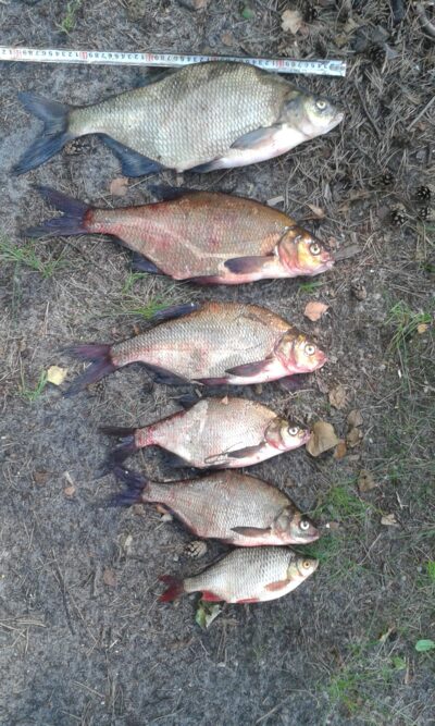 Carp bream — Kertuojai