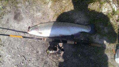 Ocean Trout, 4.5 kg