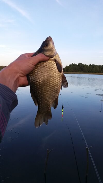 Prussian carp