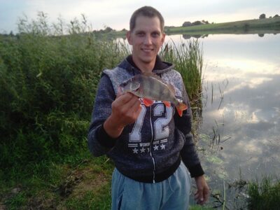 Eurasian perch