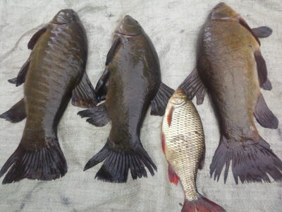 Tench ×3