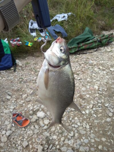 Carp bream, 0.5 kg — Bubių
