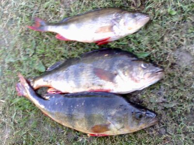Eurasian perch