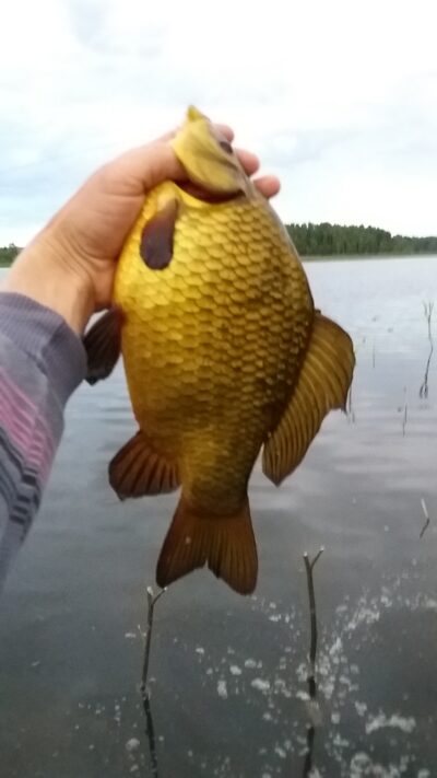 Crucian carp