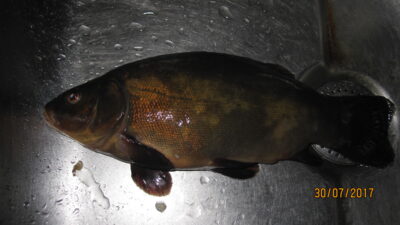 Tench, 0.5 kg