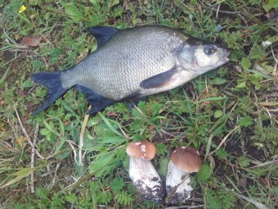 Carp bream, 0.4 kg