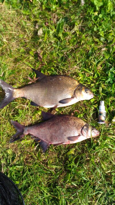 Carp bream, 1.2 kg — Mūša