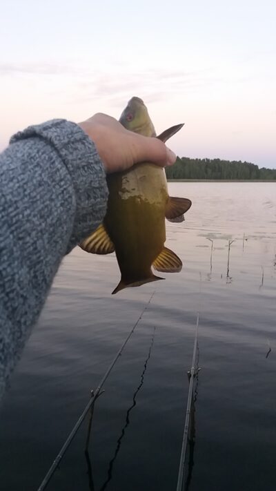 Tench ×2