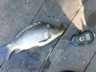 Mirror carp ×2 — Kelpšaičių