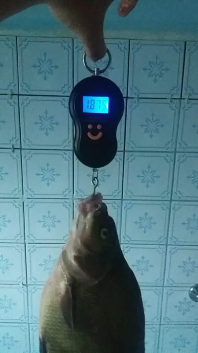 Carp bream