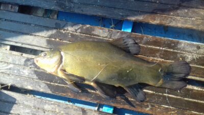 Tench, 0.9 kg — Jauriukas