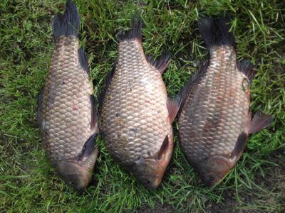 Prussian carp ×3
