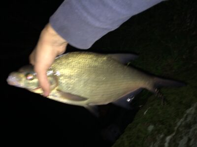 Carp bream, 1.0 kg — Rubikių