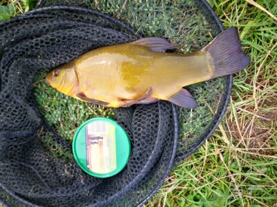 Tench, 0.8 kg — Vilnoja