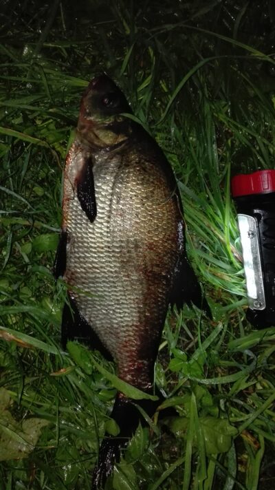 Carp bream, 1.0 kg — Lamėstas