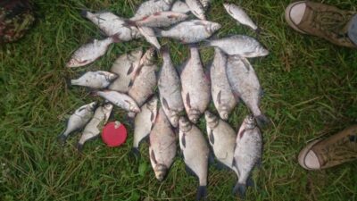 Carp bream — Elektrėnai reservoir