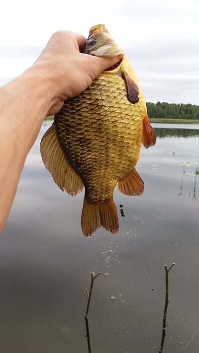 Crucian carp