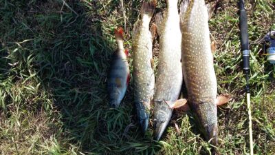 Northern Pike ×3 — Neman River