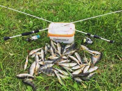 Eurasian perch