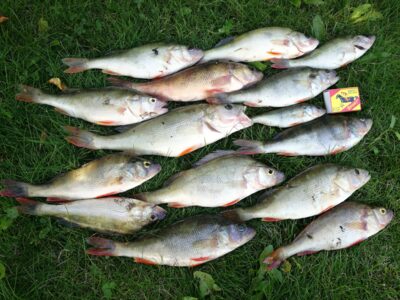 Eurasian perch ×15 — Kuršių