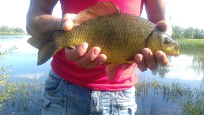 Crucian carp, 1.2 kg