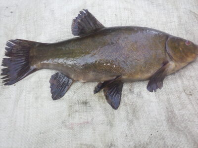 Tench, 1.4 kg